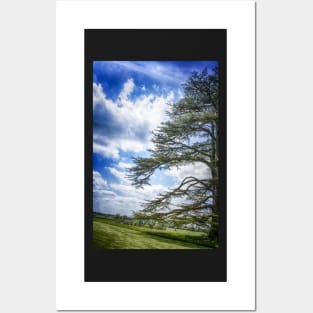 Cedar of Lebanon tree with blue sky Posters and Art